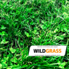 Semillas de cespéd Wildgrass Zulueta