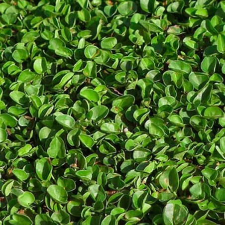 Semillas de cespéd Dichondra Repens Zulueta