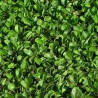 Semillas de cespéd Dichondra Repens Zulueta